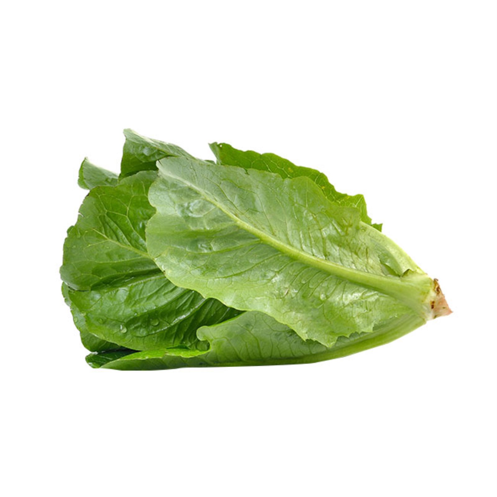 Lettuce